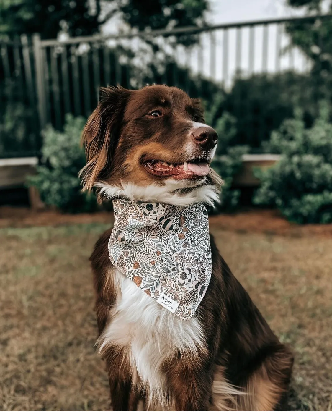 Honey (Bee) Dog Bandana