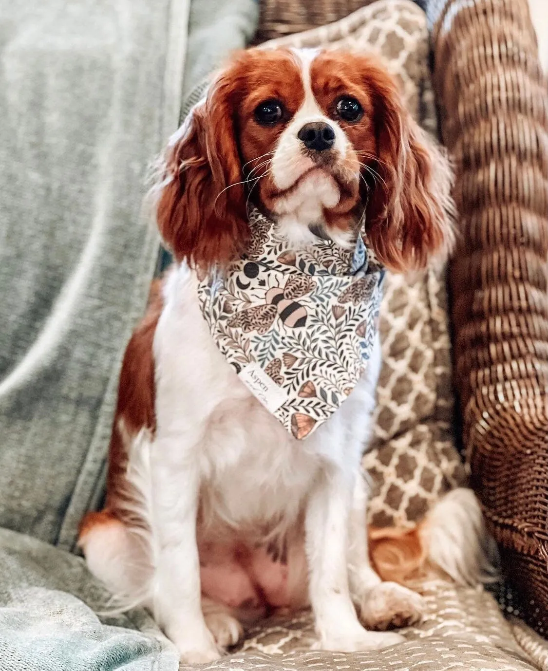 Honey (Bee) Dog Bandana